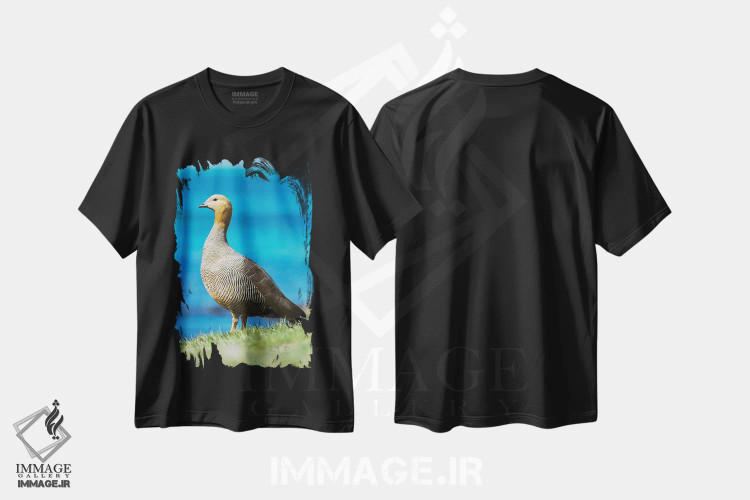 تیشرت مشکی طرح دار – تیشرت حیوانات ,Falkland Islands,غاز سرسرخ در منطقه جزر و مدی جزیره کارکاس، جزایر فالکلند اثر مارتین زویک immage.ir