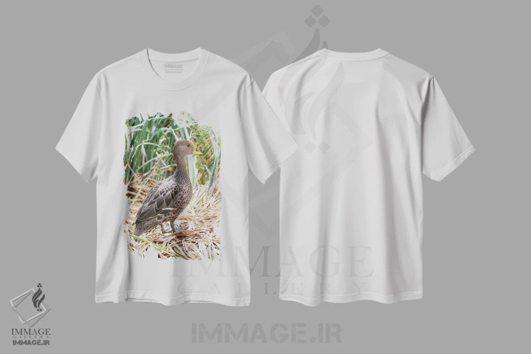 تیشرت سفید طرح دار – تیشرت حیوانات ,in typical Tussock habitat.,پَنتِیل منقارزرد؛ گونه ای بومی جزیره جورجیای جنوبی، در زیستگاه typical تاساک اثر مارتین زویک immage.ir