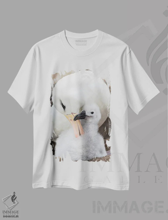 تیشرت سفید طرح دار – تیشرت پرندگان ,Falkland Islands.,آلباتروس ابروسیاه بالغ و جوجه روی لانه برج مانند، جزایر فالکلند اثر مارتین زویک فروشگاه ایماژ