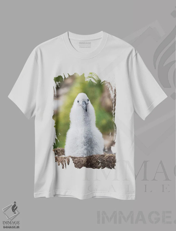 تیشرت سفید طرح دار – تیشرت طبیعتی ,Falkland Islands.,جوجه آلباتروس ابروسیاه روی لانه برج مانند، جزایر فالکلند اثر مارتین زویک immage.ir