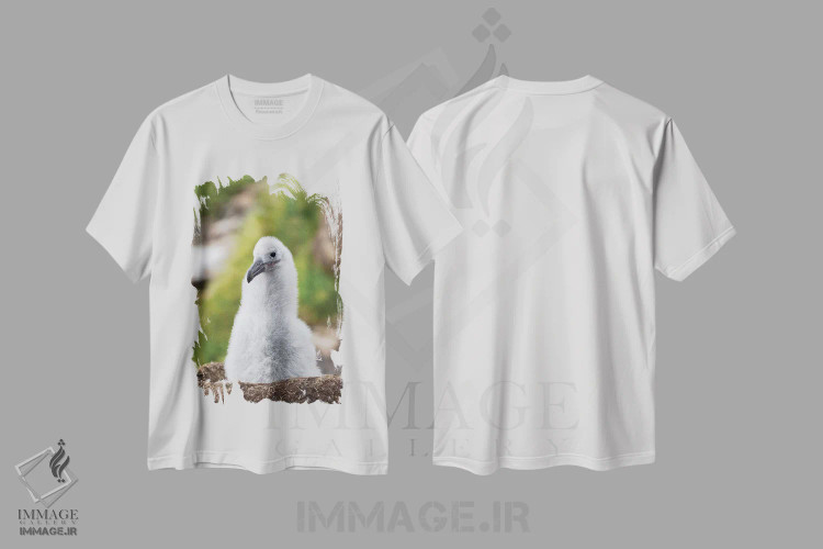تیشرت سفید طرح دار – تیشرت طبیعت ,Falkland Islands.,جوجه روی لانه برج مانند؛ آلباتروس ابروسیاه یا مالی ماک ابروسیاه، جزایر فالکلند اثر مارتین زویک فروشگاه ایماژ