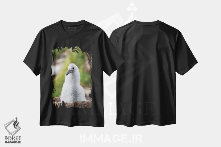 تیشرت مشکی طرح دار – تیشرت طبیعت ,Falkland Islands.,جوجه روی لانه برج مانند؛ آلباتروس ابروسیاه یا مالی ماک ابروسیاه، جزایر فالکلند اثر مارتین زویک immage.ir