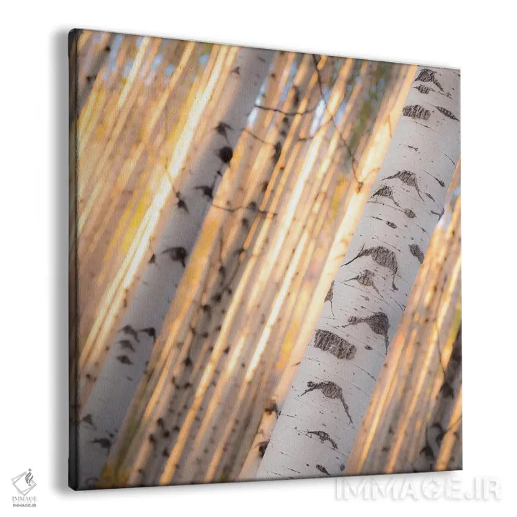 تابلو نور درختان آسپن (نوعی درخت در آمریکا) اثر دن بالارد - نمای پرسپکتیو محصول