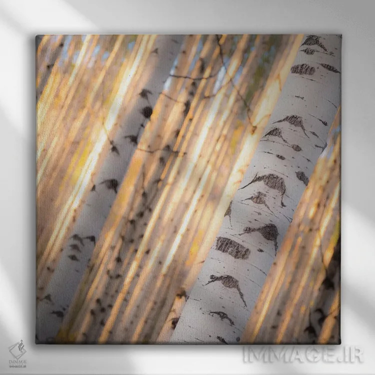 تابلو نور درختان آسپن (نوعی درخت در آمریکا) اثر دن بالارد - نمای روبهرو روی دیوار