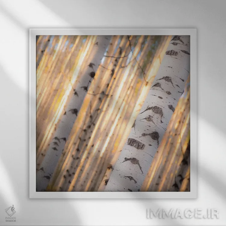 تابلو نور درختان آسپن (نوعی درخت در آمریکا) اثر دن بالارد - نمای قابدار سفید