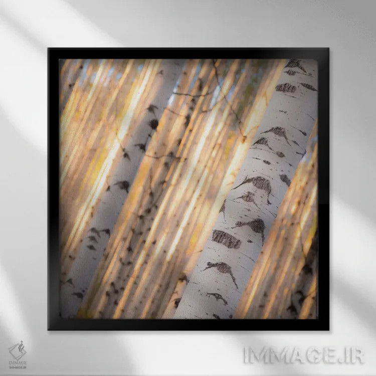 تابلو نور درختان آسپن (نوعی درخت در آمریکا) اثر دن بالارد - نمای قابدار مشکی