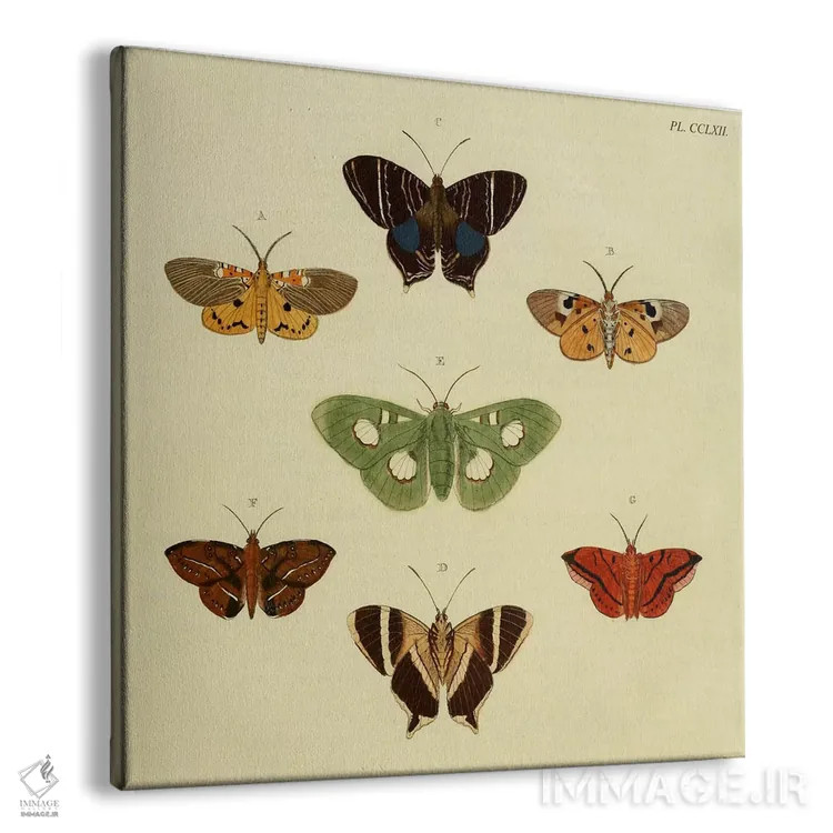 تابلو صفحهٔ شماره ۲۶۲ اثر کرامر و استول (استودیو/شرکت هنری) - نمای پرسپکتیو محصول