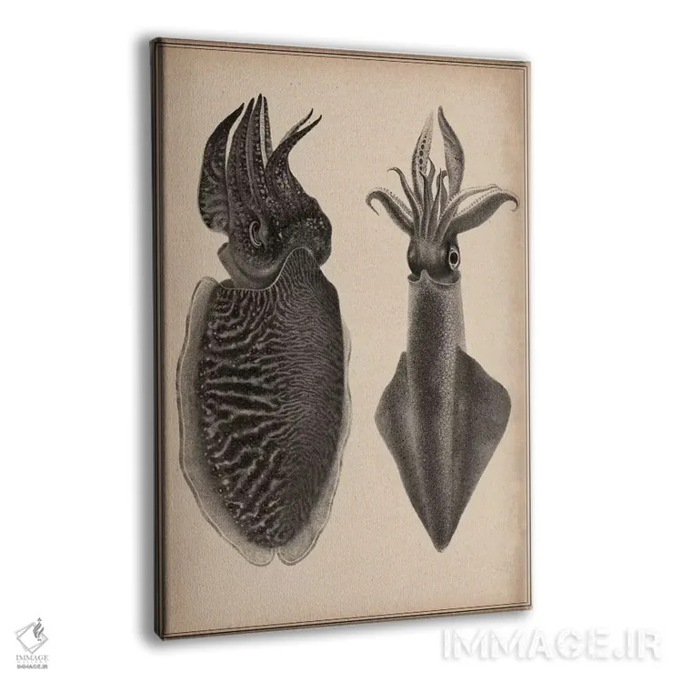 تابلو نقاشی علمی اُکتاپوس و ماهی مرکب اثر هنرمند ناشناس - نمای پرسپکتیو محصول