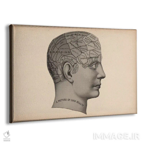 تابلو سر انسان بر پایه فرنولوژی اثر هنرمند ناشناس - نمای پرسپکتیو محصول