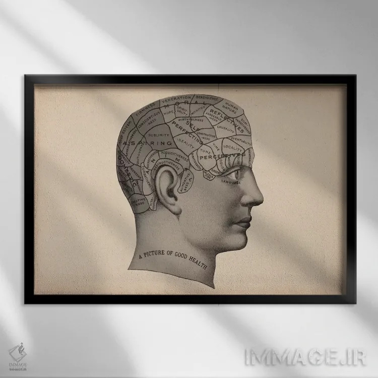 تابلو سر انسان بر پایه فرنولوژی اثر هنرمند ناشناس - نمای قابدار مشکی