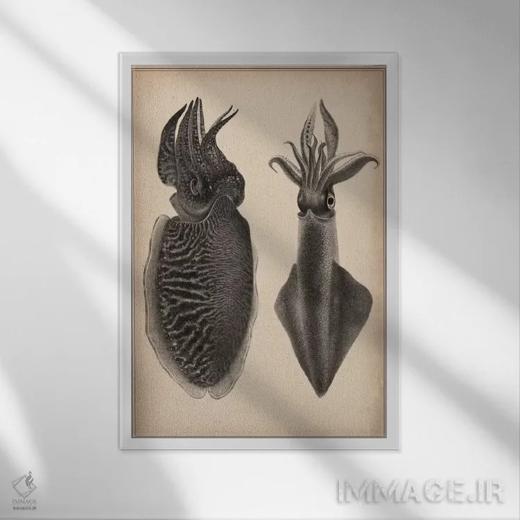 تابلو نقاشی علمی اُکتاپوس و ماهی مرکب اثر هنرمند ناشناس - نمای قابدار سفید