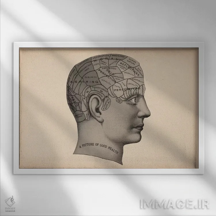 تابلو سر انسان بر پایه فرنولوژی اثر هنرمند ناشناس - نمای قابدار سفید