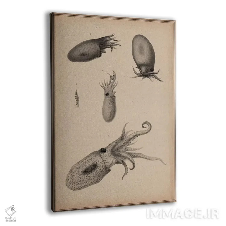 تابلو شقایق حیوانی: اُکتاپوس، سرپاورها اثر هنرمند ناشناس - نمای پرسپکتیو محصول