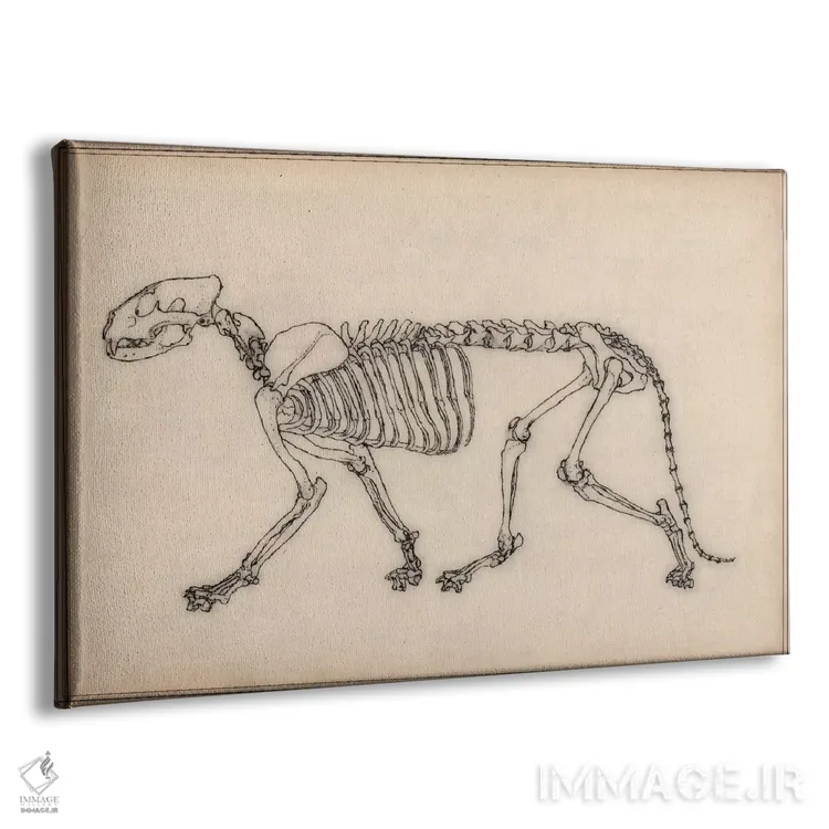 تابلو نقاشی آناتومی اسکلت ببر اثر هنرمند ناشناس - نمای پرسپکتیو محصول