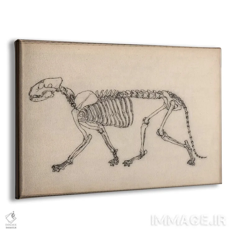 تابلو نقاشی آناتومی اسکلت ببر اثر هنرمند ناشناس - نمای پرسپکتیو محصول