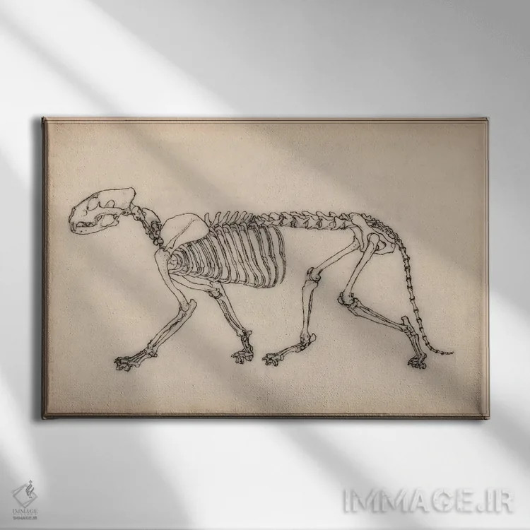 تابلو نقاشی آناتومی اسکلت ببر اثر هنرمند ناشناس - نمای روبهرو روی دیوار