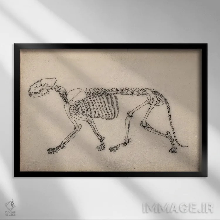 تابلو نقاشی آناتومی اسکلت ببر اثر هنرمند ناشناس - نمای قابدار مشکی