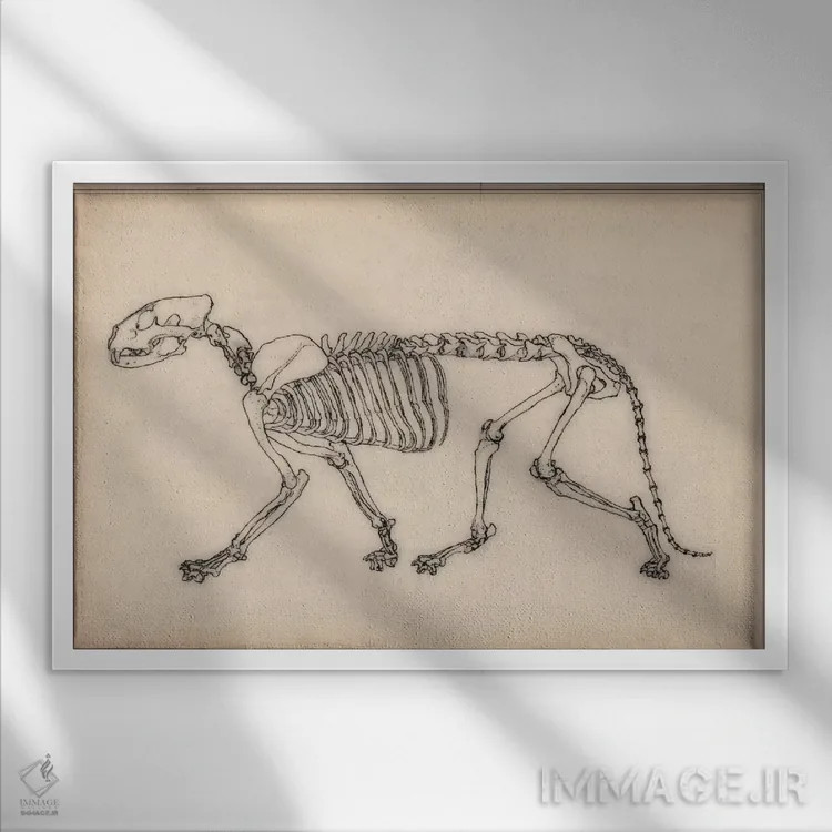 تابلو نقاشی آناتومی اسکلت ببر اثر هنرمند ناشناس - نمای قابدار سفید