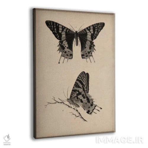 تابلو نقاشی علمی پروانه قدیمی اثر هنرمند ناشناس - نمای پرسپکتیو محصول