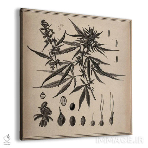 تابلو نقاشی علمی شاهدانه نر اثر هنرمند ناشناس - نمای پرسپکتیو محصول