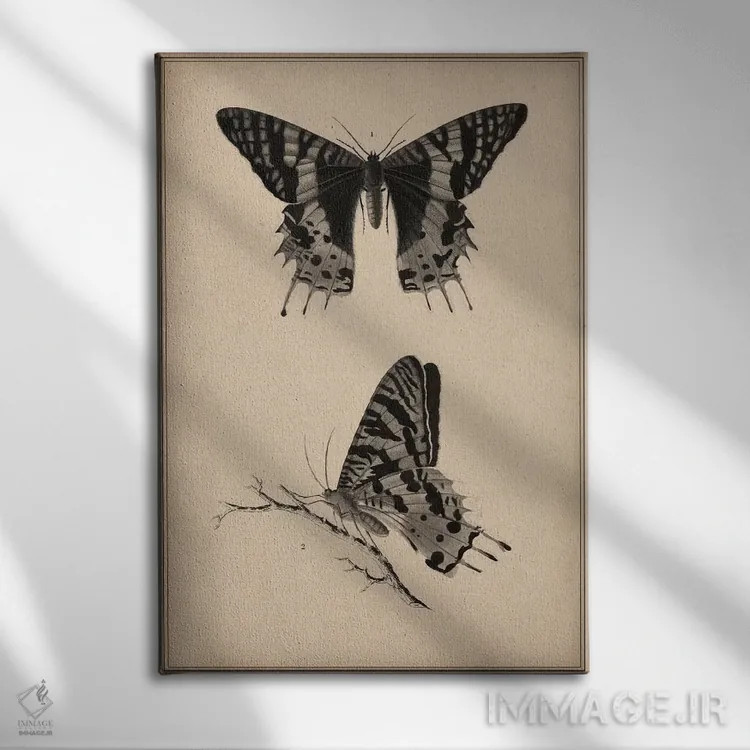 تابلو نقاشی علمی پروانه قدیمی اثر هنرمند ناشناس - نمای روبهرو روی دیوار