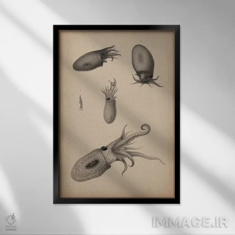 تابلو شقایق حیوانی: اُکتاپوس، سرپاورها اثر هنرمند ناشناس - نمای قابدار مشکی