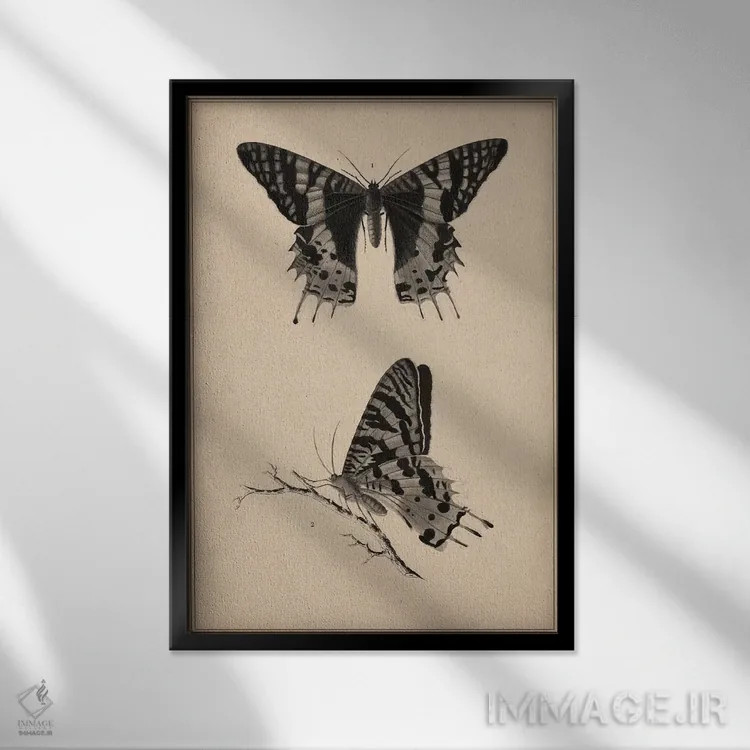 تابلو نقاشی علمی پروانه قدیمی اثر هنرمند ناشناس - نمای قابدار مشکی