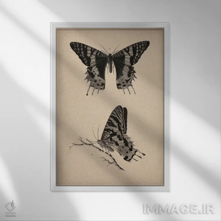 تابلو نقاشی علمی پروانه قدیمی اثر هنرمند ناشناس - نمای قابدار سفید