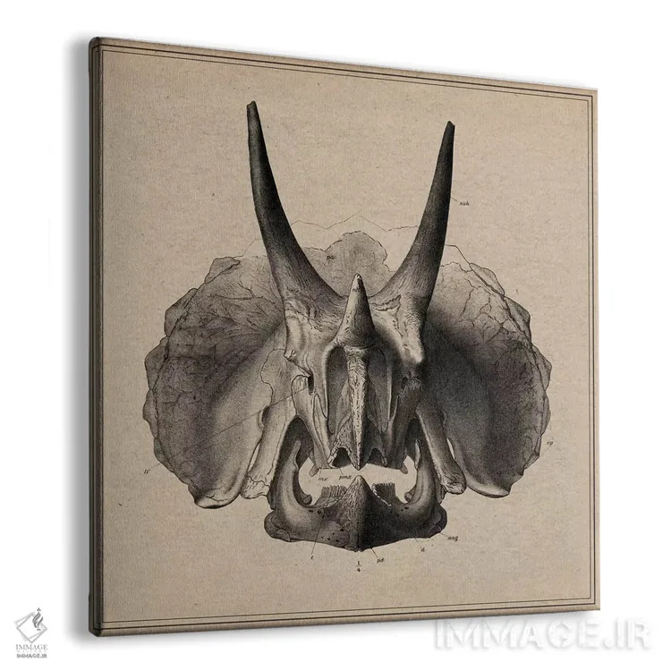 تابلو آناتومی جمجمه تریسراتوپس اثر هنرمند ناشناس - نمای پرسپکتیو محصول