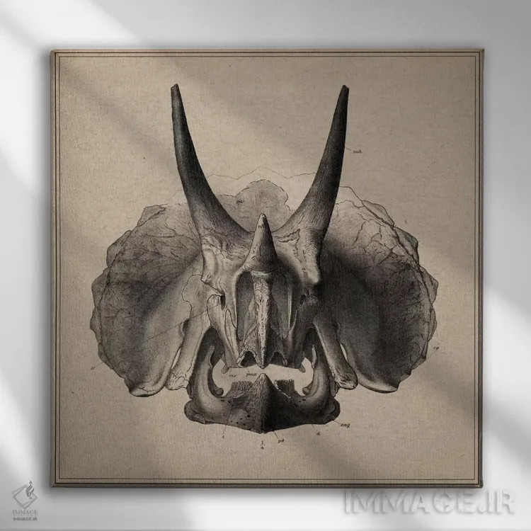 تابلو آناتومی جمجمه تریسراتوپس اثر هنرمند ناشناس - نمای روبهرو روی دیوار