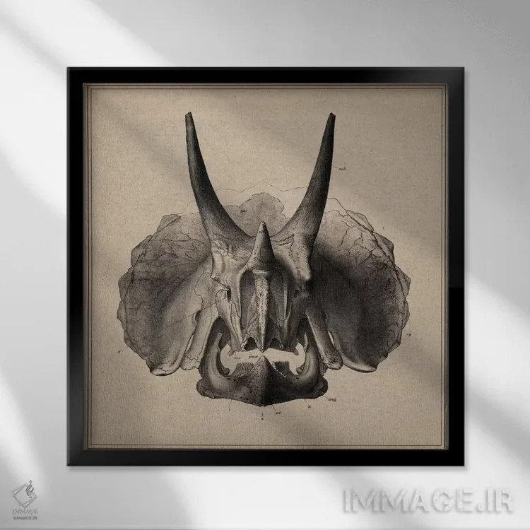 تابلو آناتومی جمجمه تریسراتوپس اثر هنرمند ناشناس - نمای قابدار مشکی