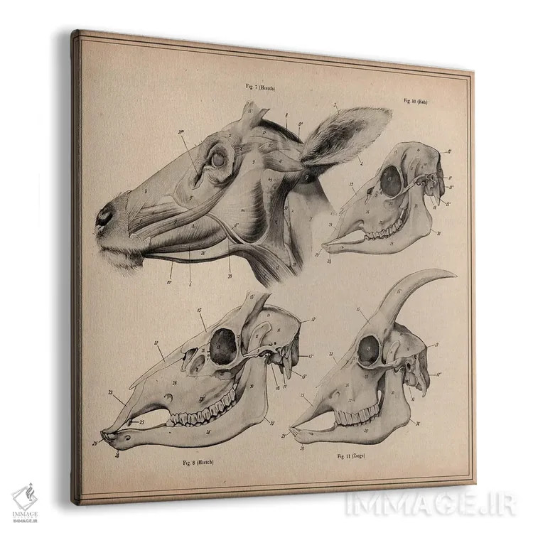 تابلو آناتومی جمجمه سر بز اثر هنرمند ناشناس - نمای پرسپکتیو محصول