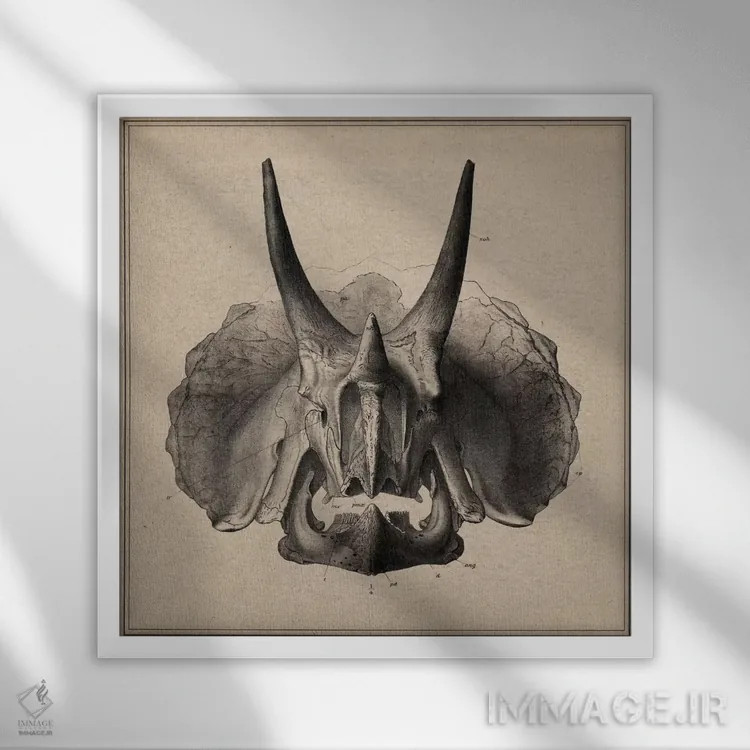 تابلو آناتومی جمجمه تریسراتوپس اثر هنرمند ناشناس - نمای قابدار سفید