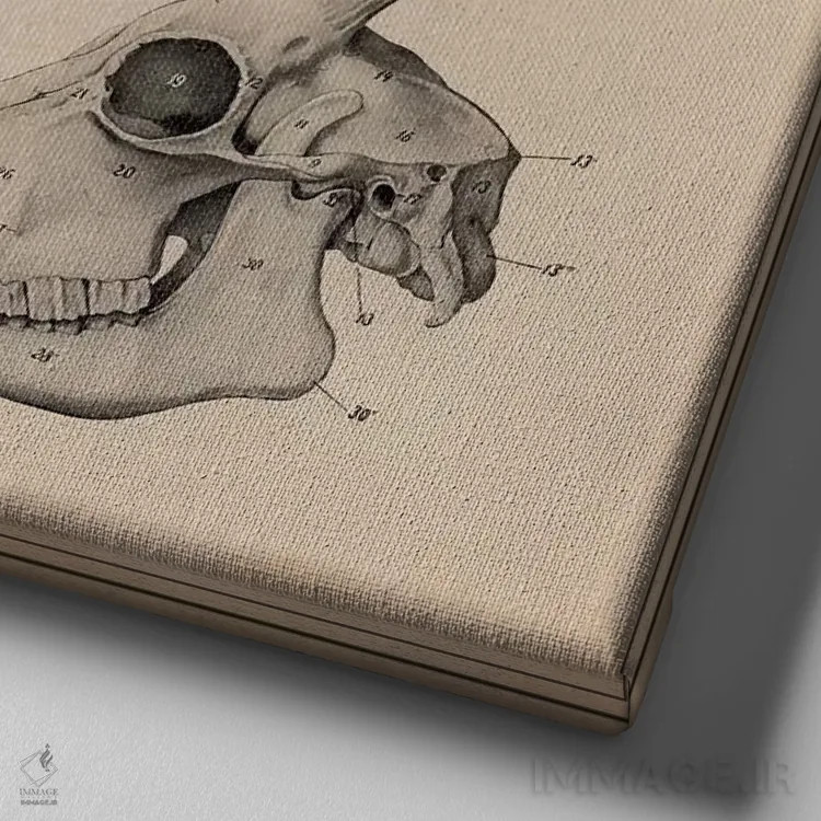 تابلو آناتومی جمجمه سر بز اثر هنرمند ناشناس - نمای نزدیک بافت بوم