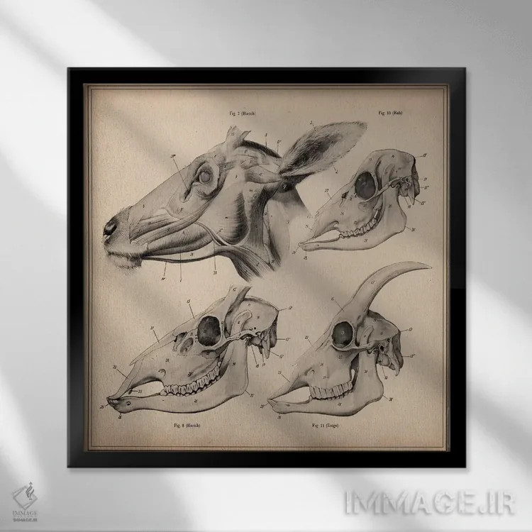 تابلو آناتومی جمجمه سر بز اثر هنرمند ناشناس - نمای قابدار مشکی
