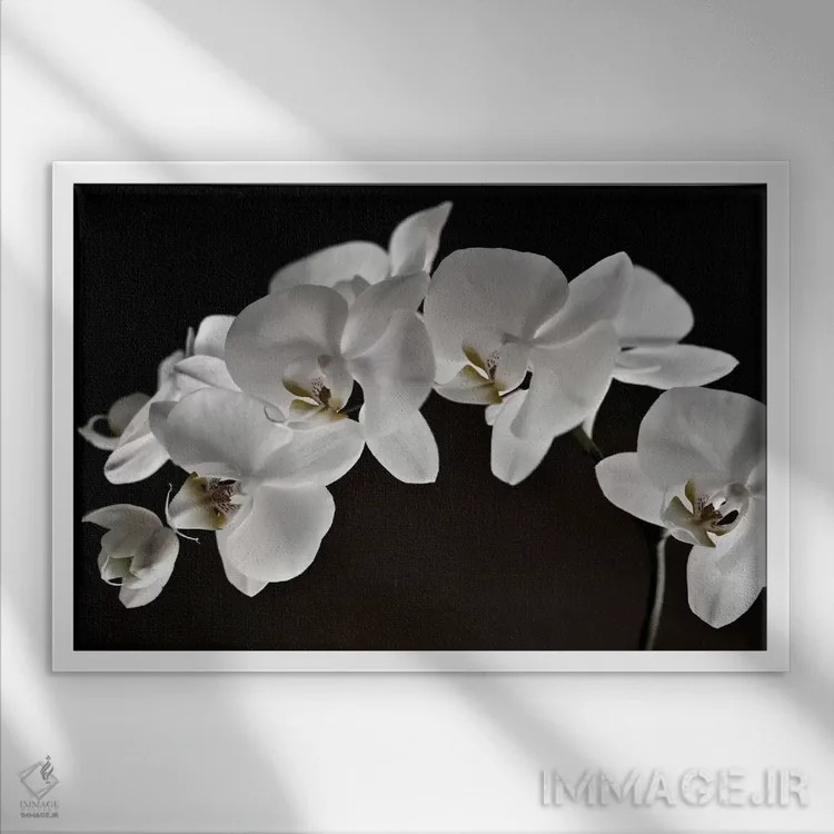 تابلو ارکیدهها اثر سیمپوزیوم دیزاین (استودیوی طراحی) - نمای قابدار سفید
