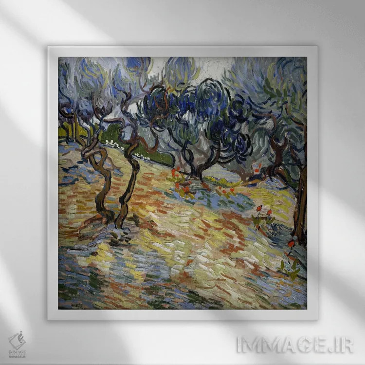 تابلو درختان زیتون اثر ونسان ون گوگ (نقاش مشهور هلندی پستامپرسیونیسم) - نمای قابدار سفید