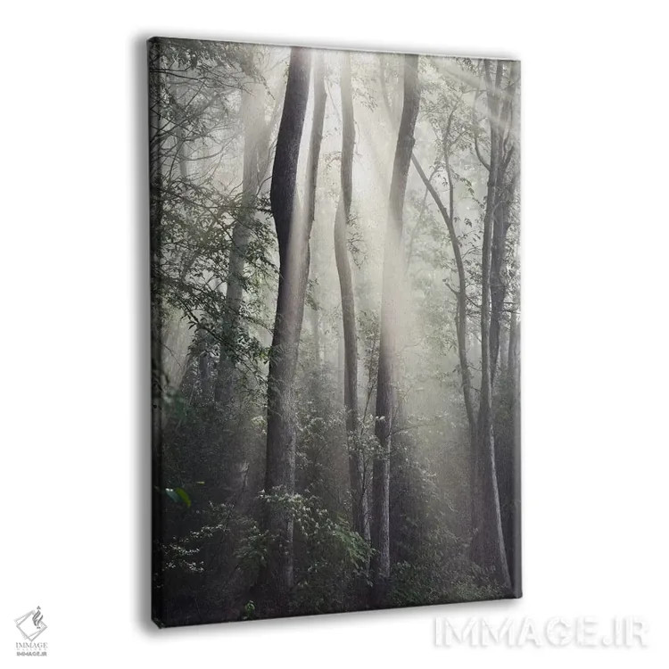 تابلو خورشید جنگل اثر عکاسی نیکلاس بل - نمای پرسپکتیو محصول