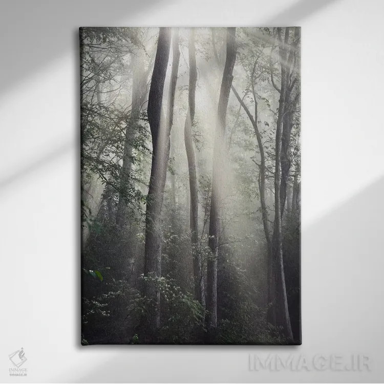 تابلو خورشید جنگل اثر عکاسی نیکلاس بل - نمای روبهرو روی دیوار