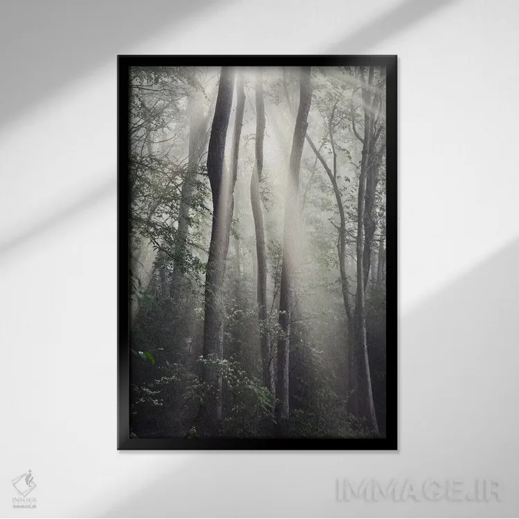 تابلو خورشید جنگل اثر عکاسی نیکلاس بل - نمای قابدار مشکی