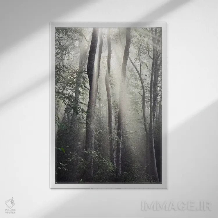 تابلو خورشید جنگل اثر عکاسی نیکلاس بل - نمای قابدار سفید