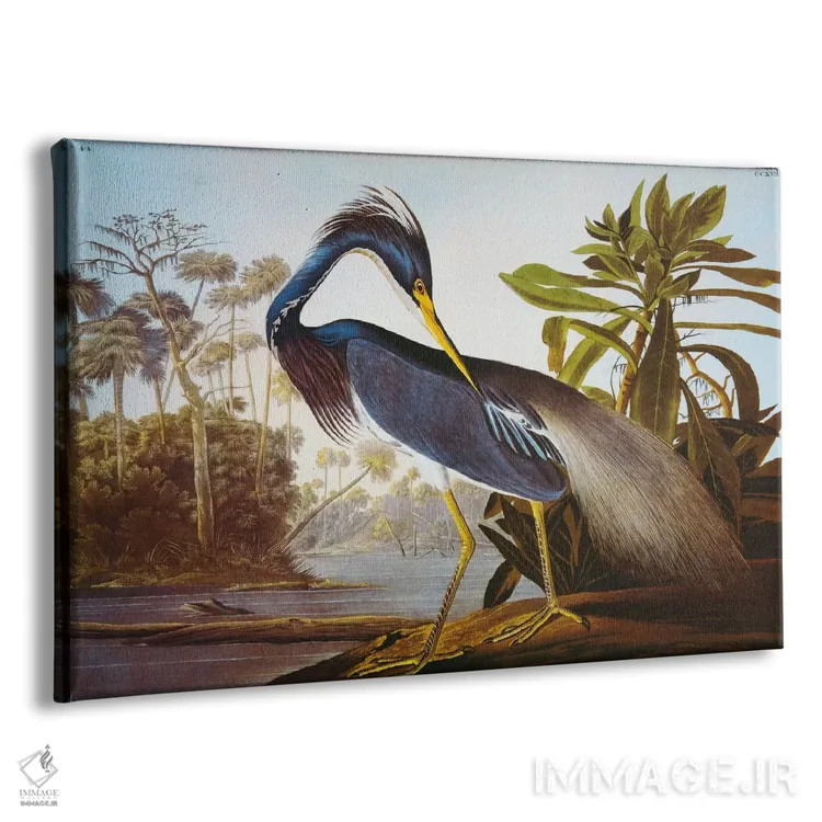 تابلو حواصیل لوئیزیانا از مجموعهٔ "پرندگان آمریکا" اثر جان جیمز آدوبون (نقاش و پرندهشناس) - نمای پرسپکتیو محصول