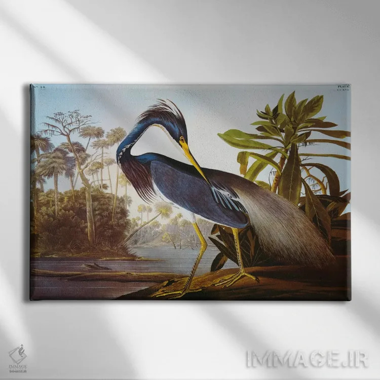 تابلو حواصیل لوئیزیانا از مجموعهٔ "پرندگان آمریکا" اثر جان جیمز آدوبون (نقاش و پرندهشناس) - نمای روبهرو روی دیوار