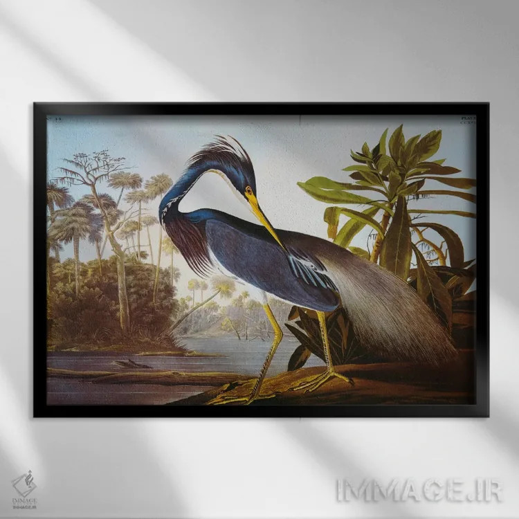 تابلو حواصیل لوئیزیانا از مجموعهٔ "پرندگان آمریکا" اثر جان جیمز آدوبون (نقاش و پرندهشناس) - نمای قابدار مشکی