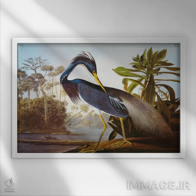 تابلو حواصیل لوئیزیانا از مجموعهٔ "پرندگان آمریکا" اثر جان جیمز آدوبون (نقاش و پرندهشناس) - نمای قابدار سفید