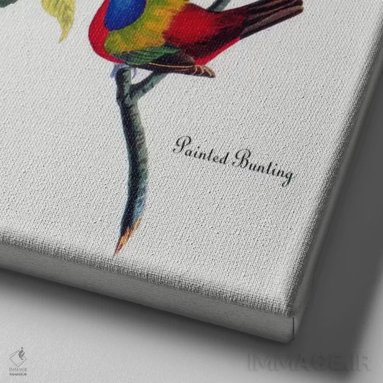 تابلو فنچ رنگارنگ اثر جان جیمز آدوبون (نقاش و پرندهشناس) - نمای نزدیک بافت بوم