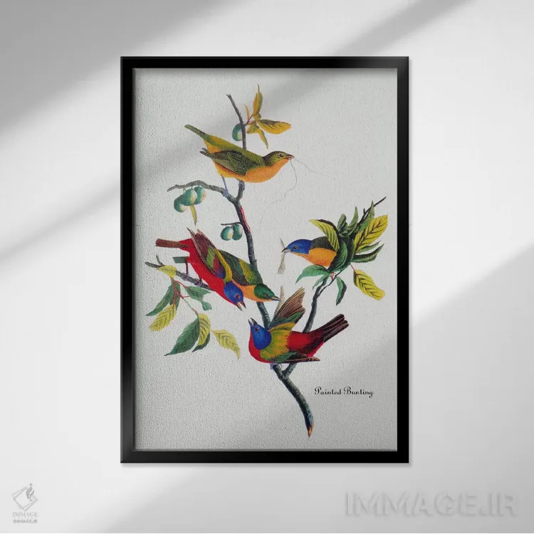 تابلو فنچ رنگارنگ اثر جان جیمز آدوبون (نقاش و پرندهشناس) - نمای قابدار مشکی