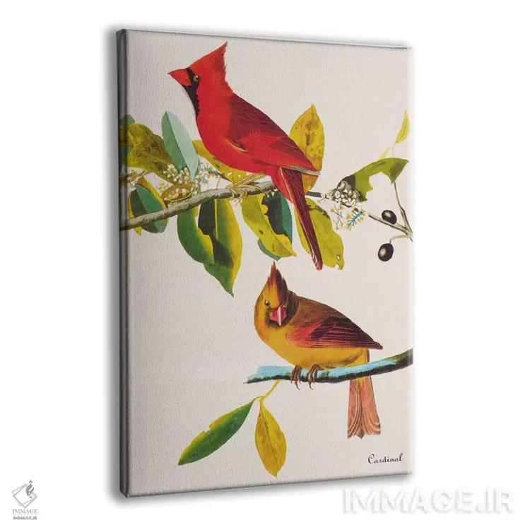 تابلو کارباورال (پرنده) اثر جان جیمز آدوبون (نقاش و پرندهشناس) - نمای پرسپکتیو محصول