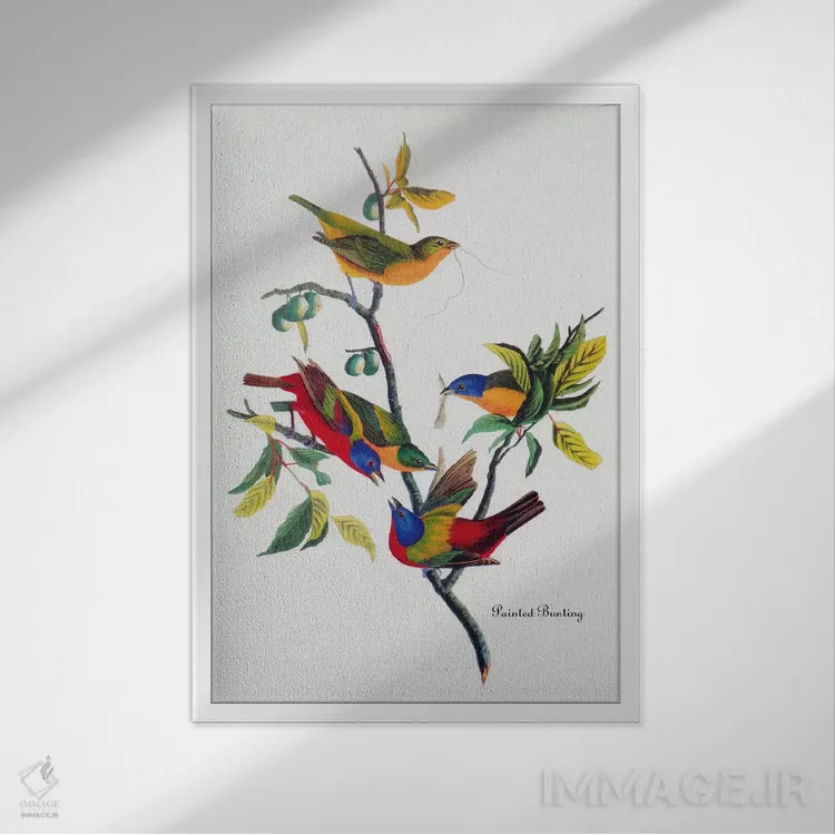 تابلو فنچ رنگارنگ اثر جان جیمز آدوبون (نقاش و پرندهشناس) - نمای قابدار سفید