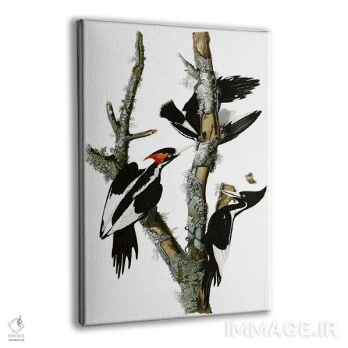 تابلو دارکوب منقارقوچی، ۱۸۲۹ اثر جان جیمز آدوبون (نقاش و پرندهشناس) - نمای پرسپکتیو محصول